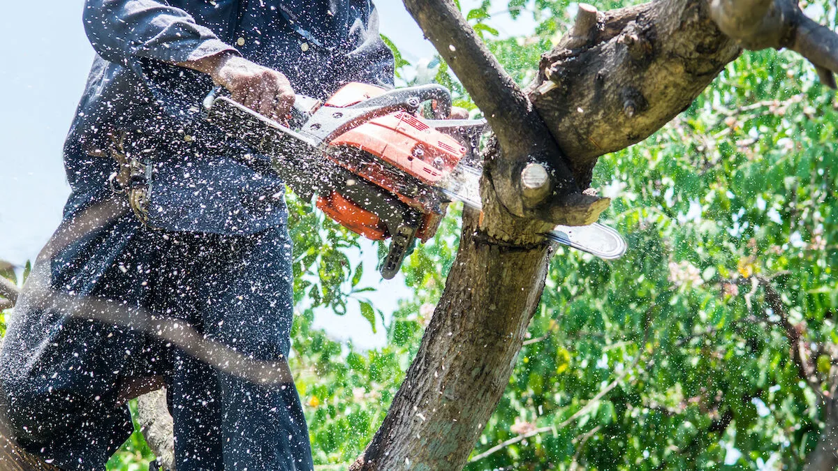 Why choose The Tree Surgeon for Tree Trimming