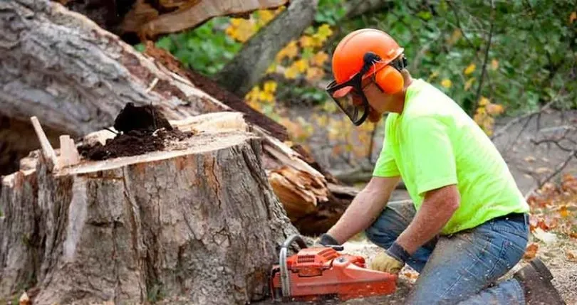 Why choose The Tree Surgeon for Tree Removal