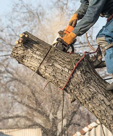 Tree Trimming by The Tree Surgeon in Heidelberg, PA