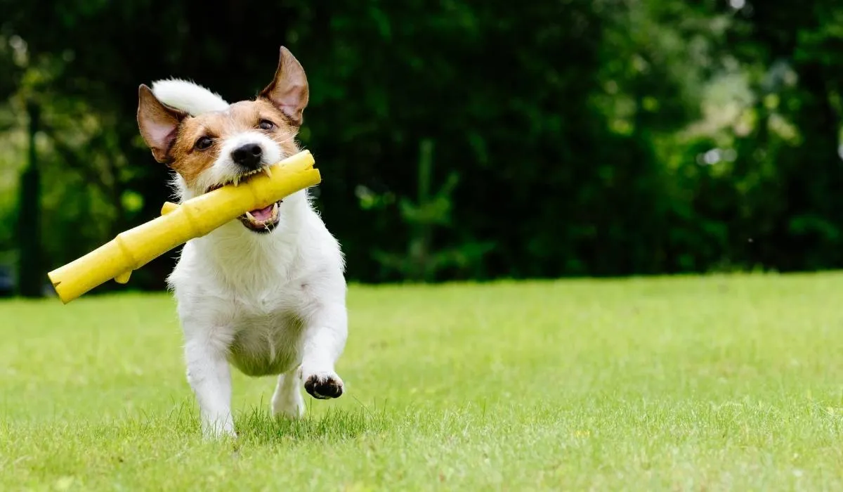 Why choose Emerald Lawns for Lawn Care