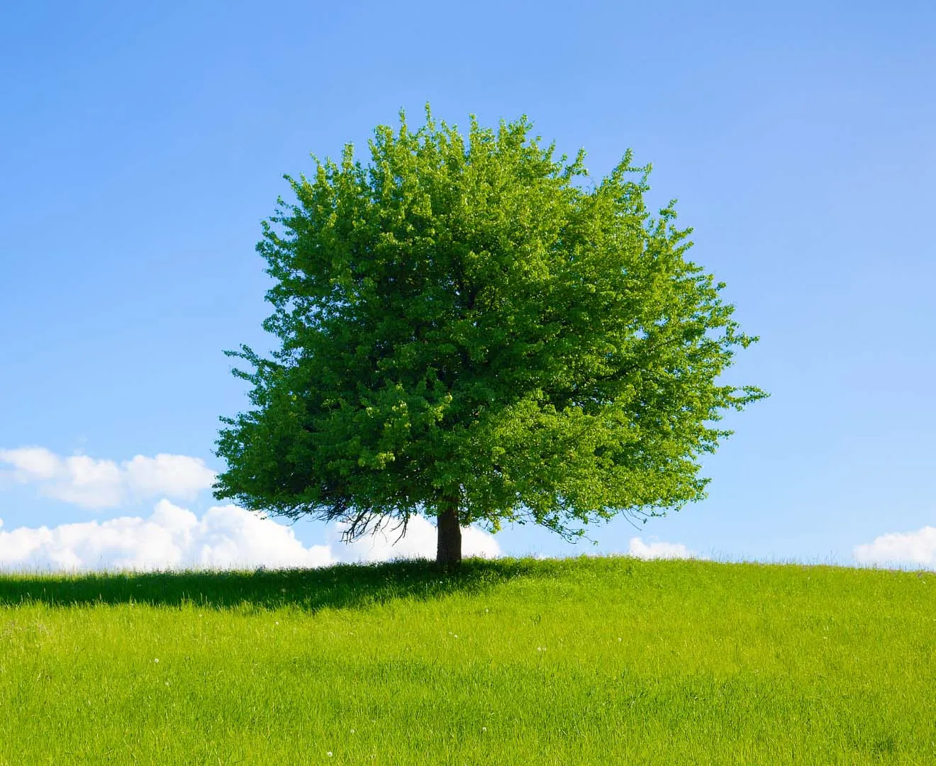 Why choose Emerald Lawns for Tree & Shrub Care