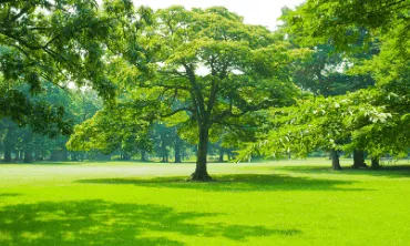 Tree & Shrub Care by Emerald Lawns in Sunset, ID