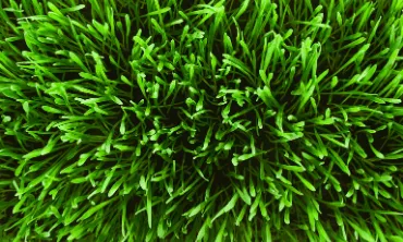Lawn Care by Emerald Lawns in Meridian, ID