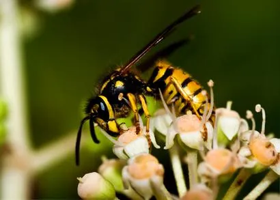 Pest Control by Emerald Lawns in Maple Grove - Franklin, ID