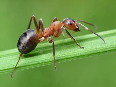 Pest Control expertise by Emerald Lawns