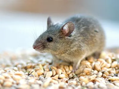 Why choose Emerald Lawns for Pest Control
