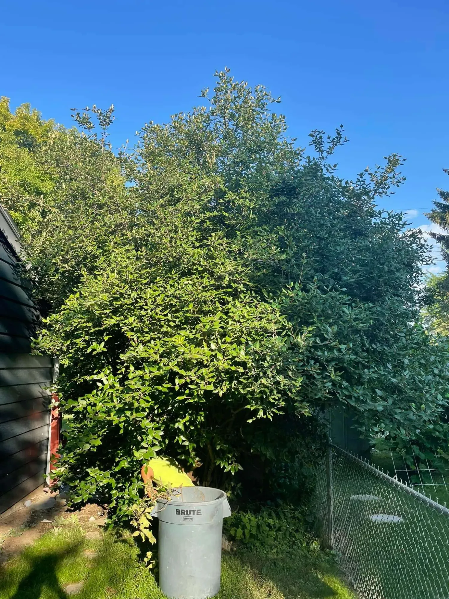 Tree Trimming & Pruning in Sunrise Rim, ID | Primetime Pruning & Tree ...