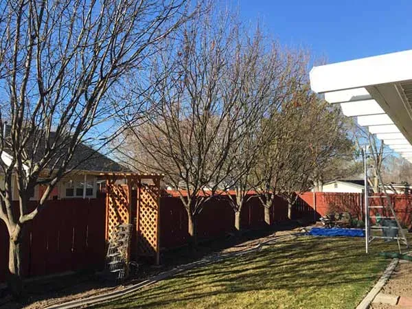 Tree Trimming & Pruning in Sunrise Rim, ID | Primetime Pruning & Tree ...