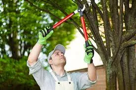 Aesthetic & Seasonal Shaping by Jimenez Tree Services in Northern Hills Country Village, TX