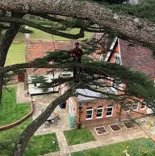 Why choose Jimenez Tree Services for Deadwood Removal