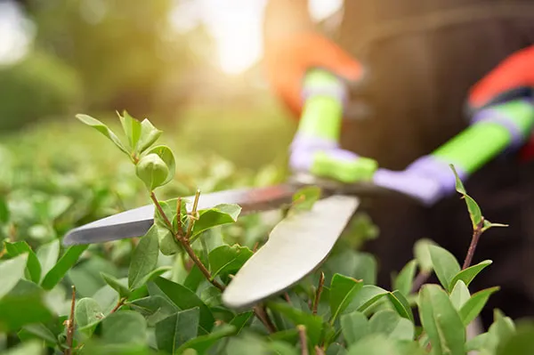 Aesthetic & Seasonal Shaping expertise by Jimenez Tree Services