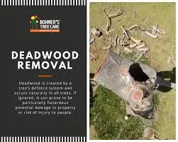Deadwood Removal expertise by Jimenez Tree Services