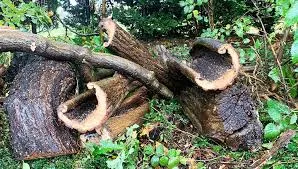 Deadwood Removal by Jimenez Tree Services in Northern Hills Country Village, TX