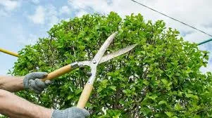 Why choose Jimenez Tree Services for Aesthetic & Seasonal Shaping