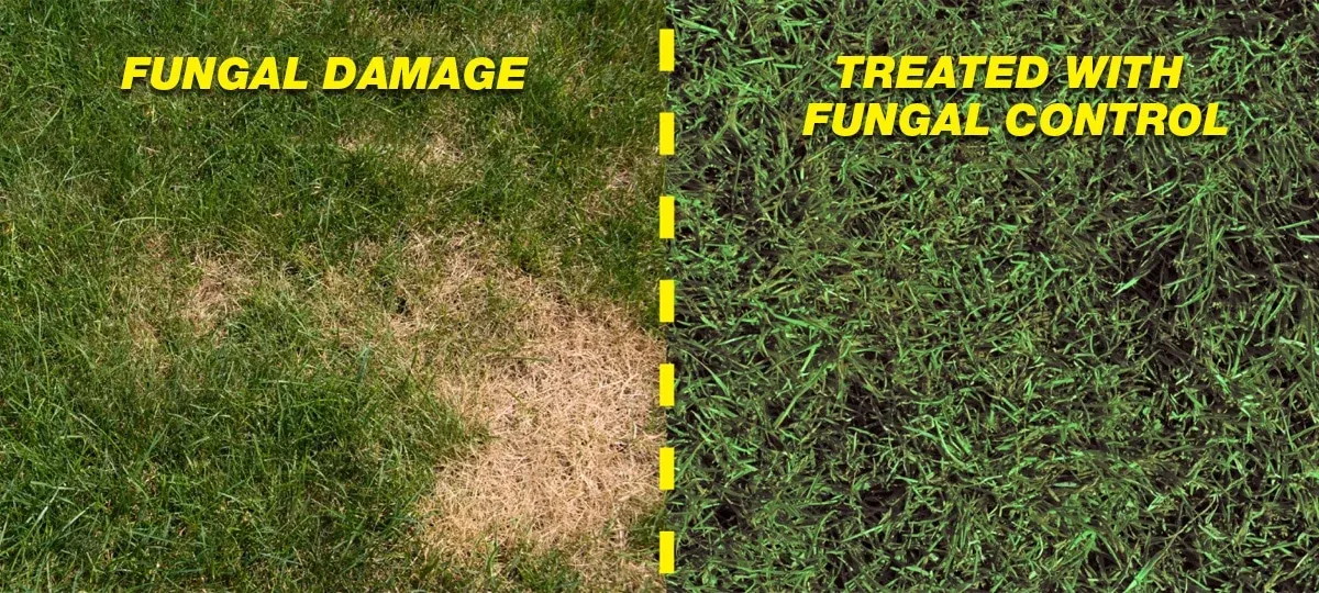 Lawn Disease Treatment expertise by A & A Lawn Care