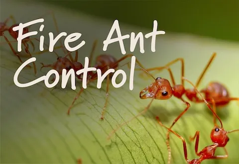 Fire Ant Control expertise by A & A Lawn Care