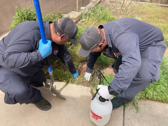 Pest control service expertise by Hadlow Pest Solutions Albuquerque