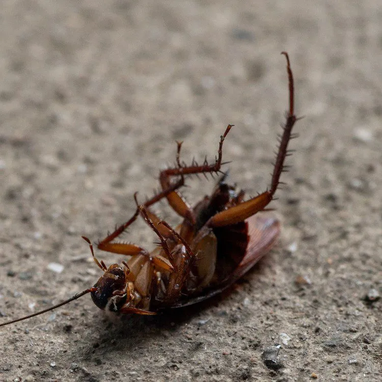 Why choose Source Pest Control for Roach Control