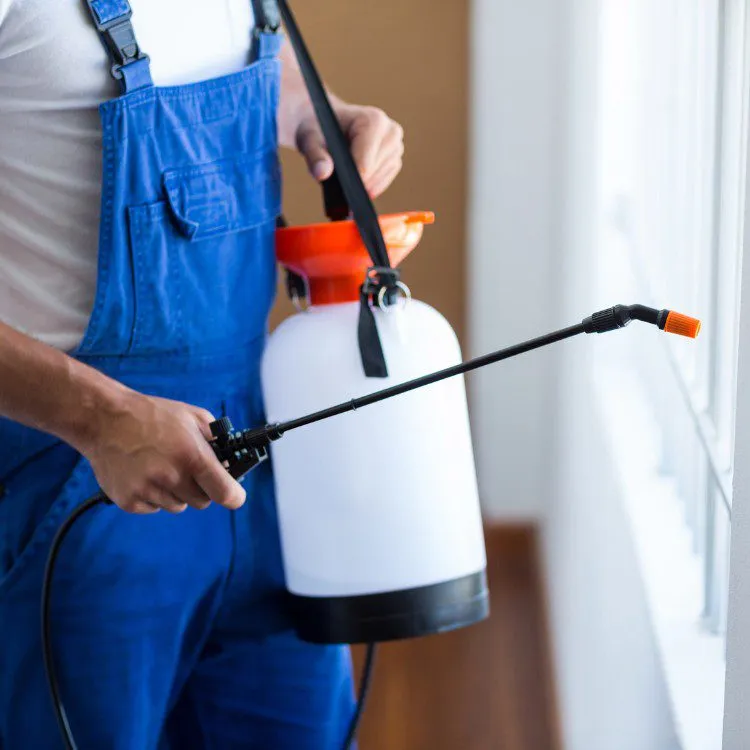 Earwig Control expertise by Source Pest Control