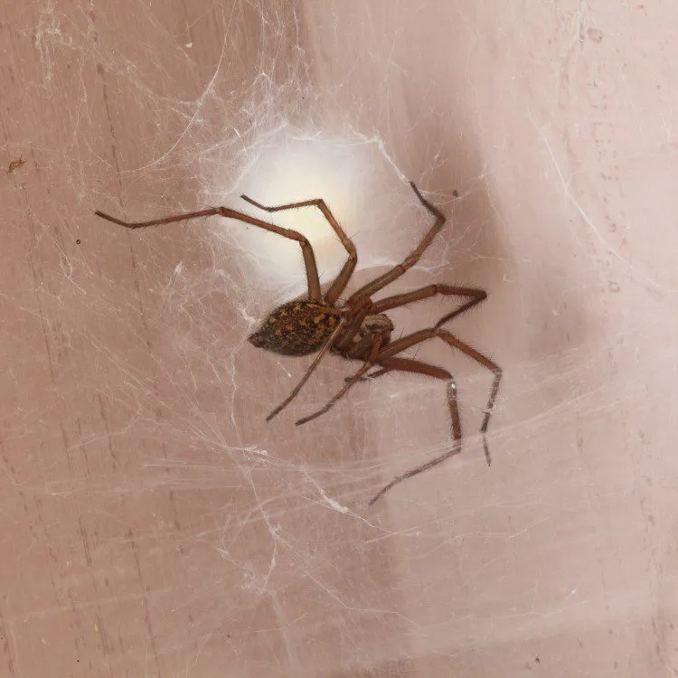 Why choose Source Pest Control for Spider Control
