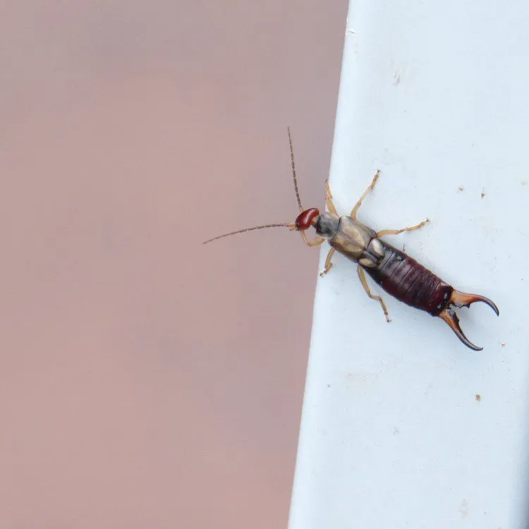 Earwig Control by Source Pest Control in Windsor Crest