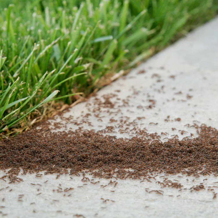 Ant Control expertise by Source Pest Control