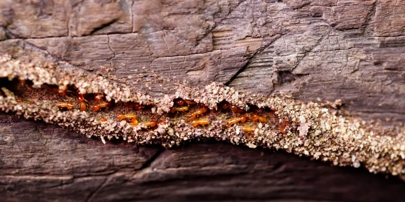 Termite Control by Source Pest Control in Windsor Crest