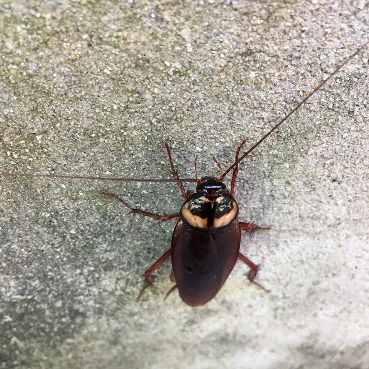 Roach Control by Source Pest Control in Windsor Crest