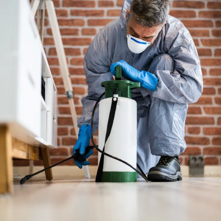 Why choose Source Pest Control for Earwig Control