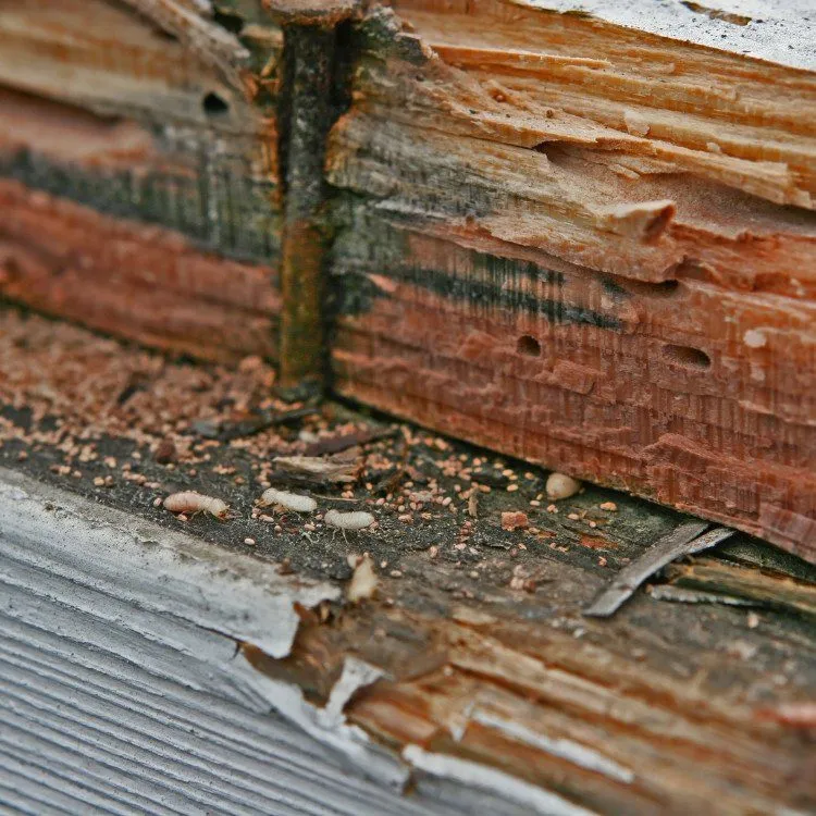 Termite Control expertise by Source Pest Control