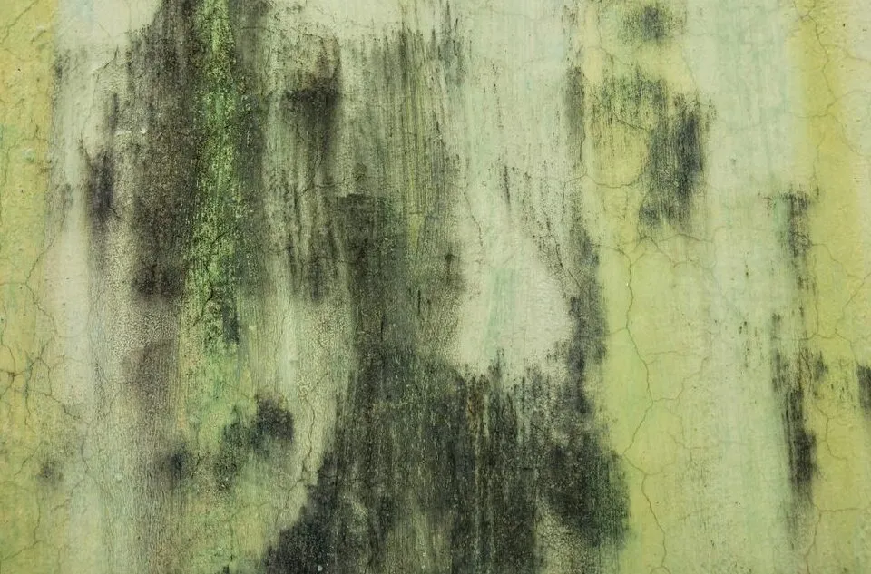 Mold Removal & Remediation by Fast Affordable Restoration in Blossom Valley