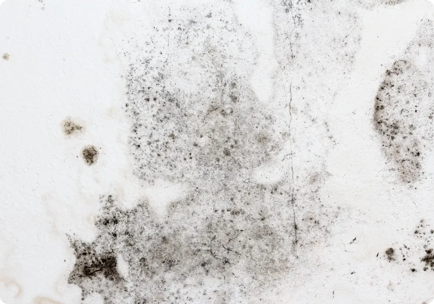 Water Damage Restoration by Fast Affordable Restoration in Encanto