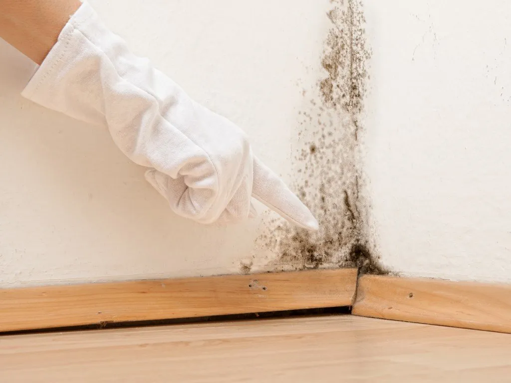 Water Damage Repair expertise by Elevate Pro Restoration