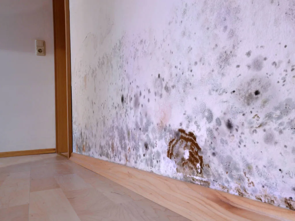 Why choose Ameri Pro Restoration for Mold Remediation