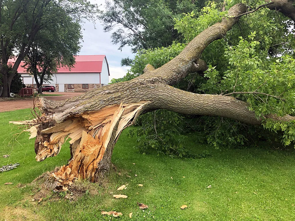 Why choose Ameri Pro Restoration for Tree Removal Services